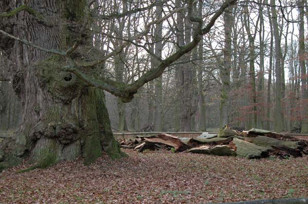 quercus robur 04