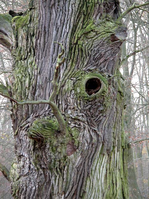 quercus robur 50