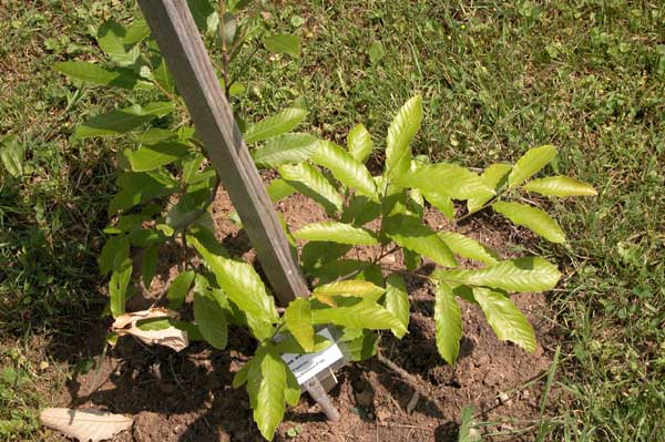 quercus variabilis 01