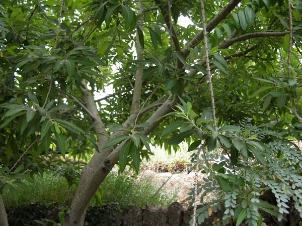 salix canariensis 01