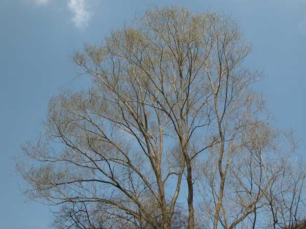 salix sp 02