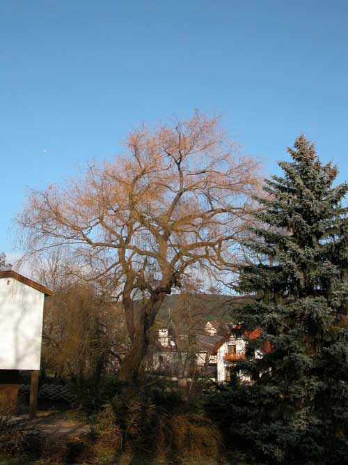 salix sp 07