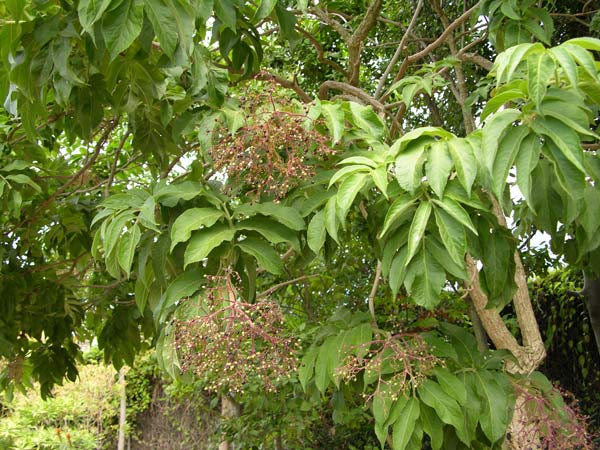 sambucus palmensis 02