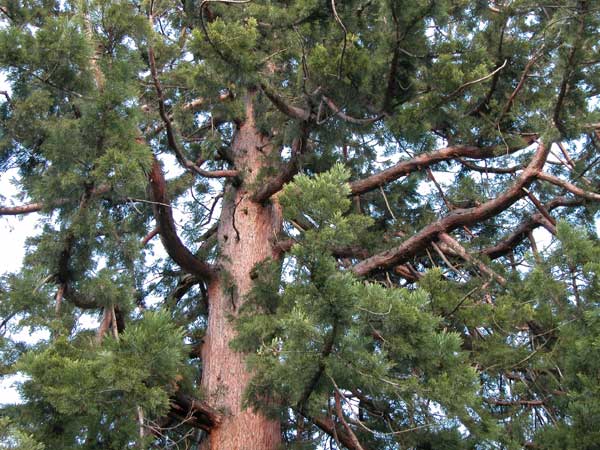 sequoiadendron giganteum 07