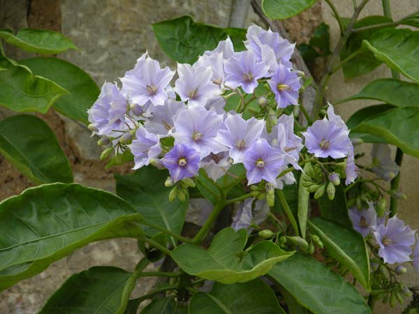 solanum wendlandii 01