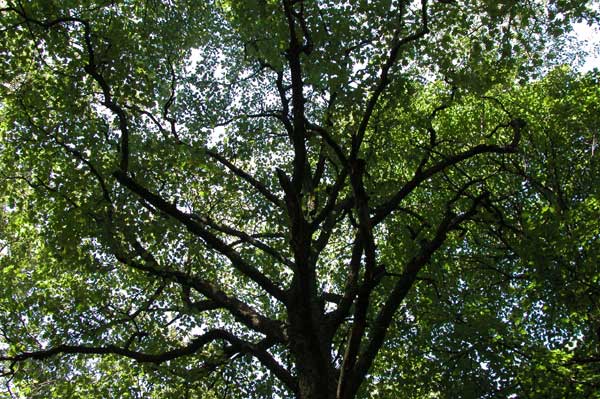 sorbus torminalis 04