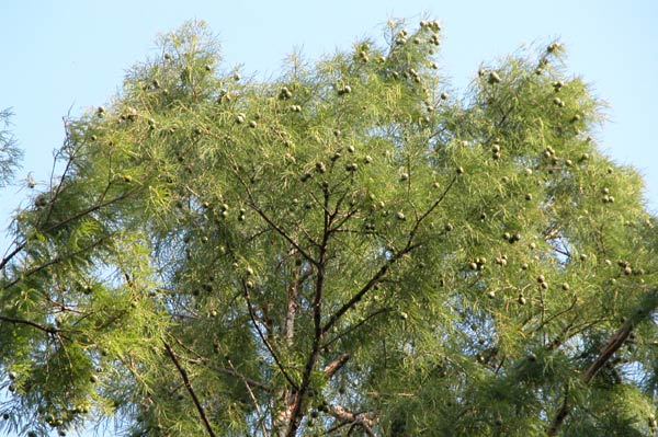 taxodium distichum 02
