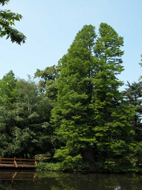 taxodium distichum 14