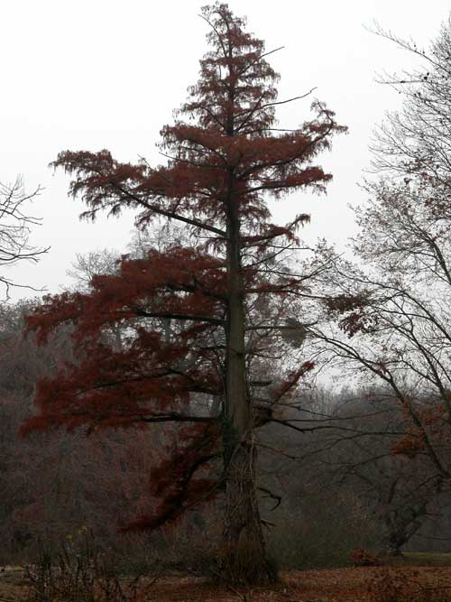 taxodium distichum 20