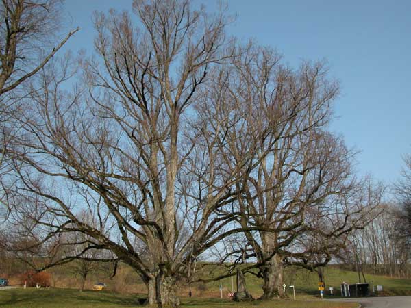 tilia sp 04