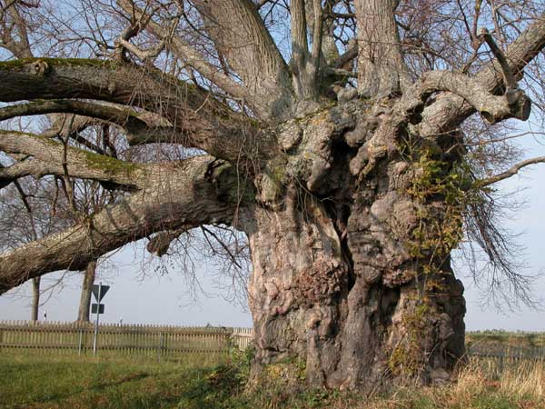 tilia sp 22