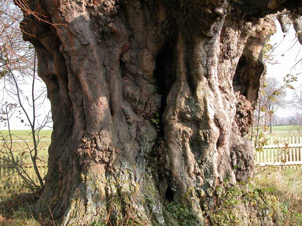 tilia sp 23