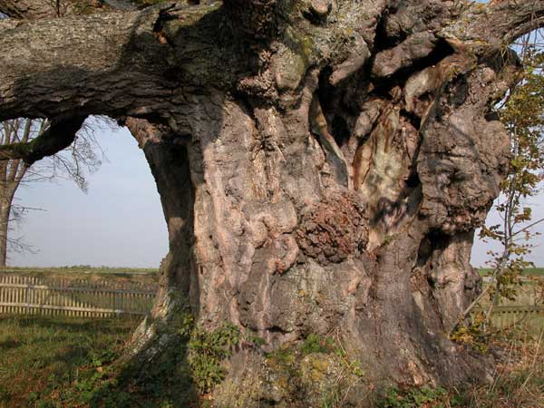tilia sp 24