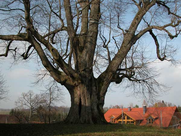 tilia sp 27