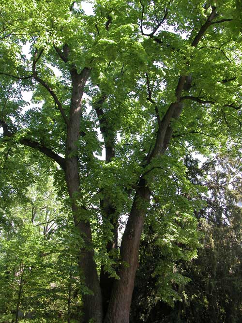 tilia sp 37
