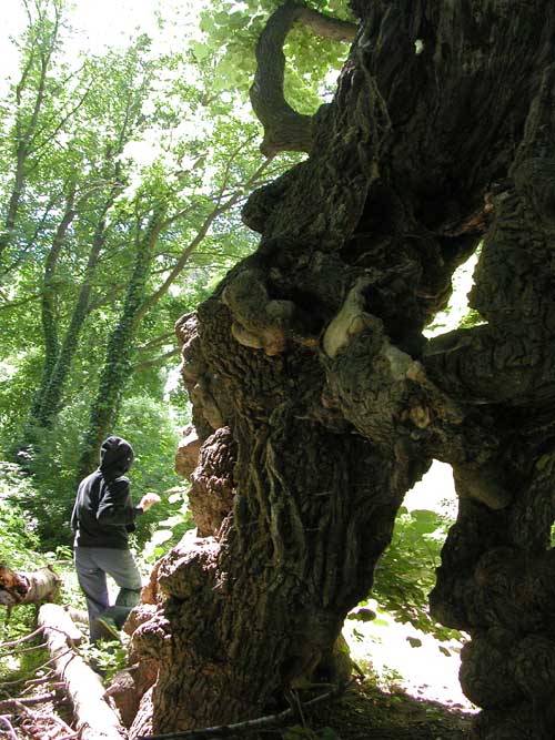 tilia sp 41