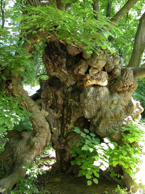 tilia sp 43