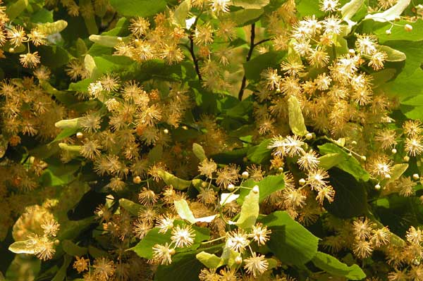 tilia sp 45