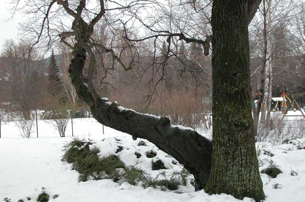 tilia sp 47