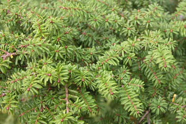tsuga diversifolia 03