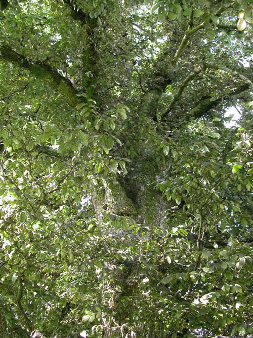 ulmus glabra 06