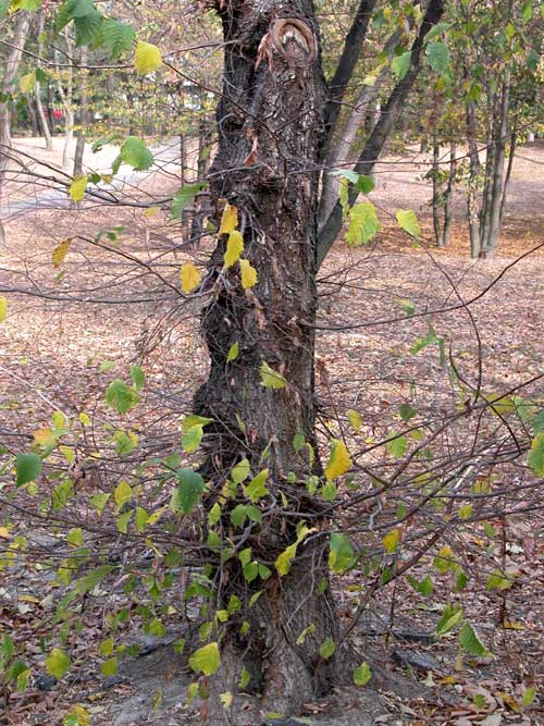 ulmus laevis 03