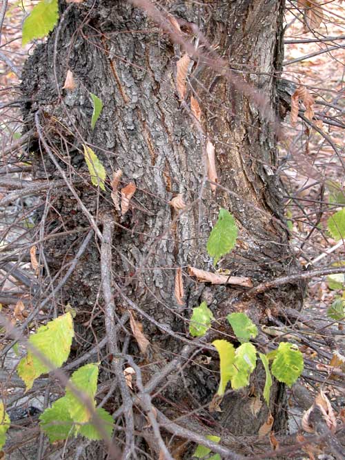 ulmus laevis 05