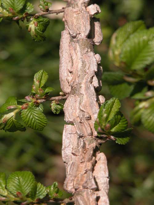 ulmus carpinifolia 02