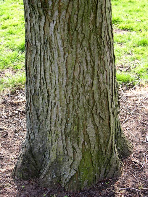 ulmus plantijn 2