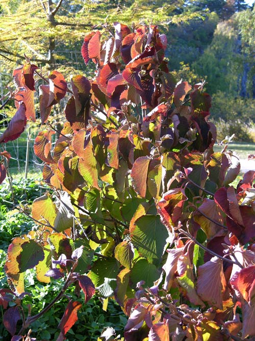 viburnum furcatum 02