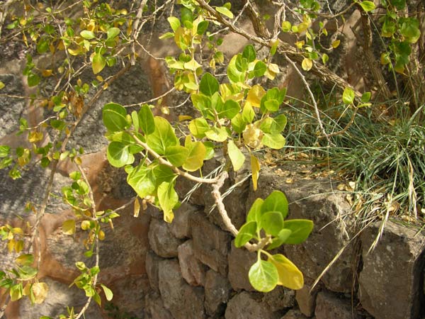 withania frutescens 03