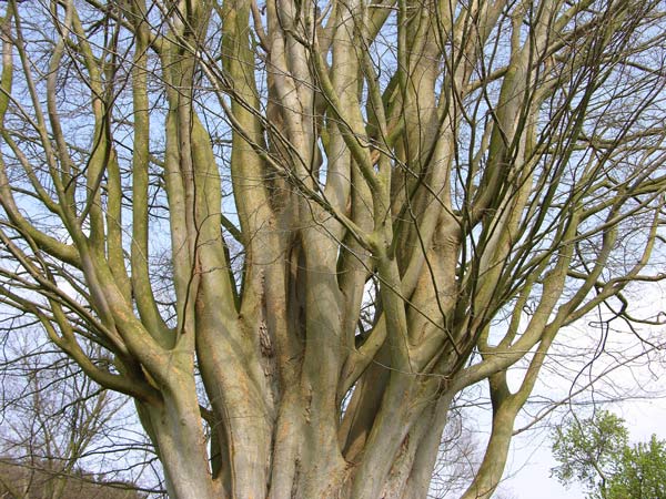 zelkova carpinifolia 4