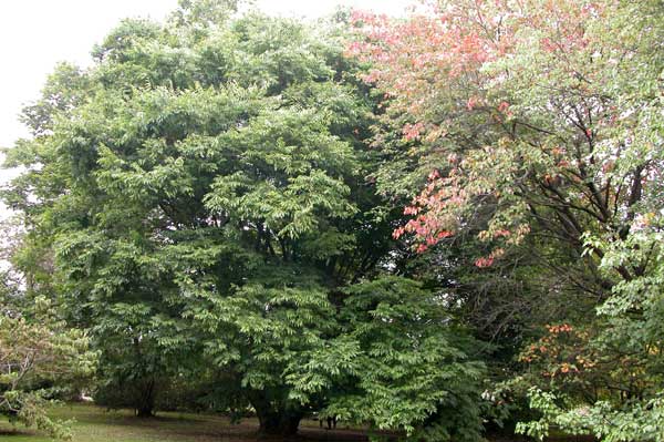 zelkova sp 13