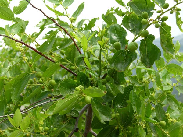 ziziphus vulgaris 02